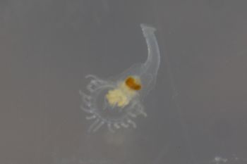 Media type: image;   Invertebrate Zoology 74256